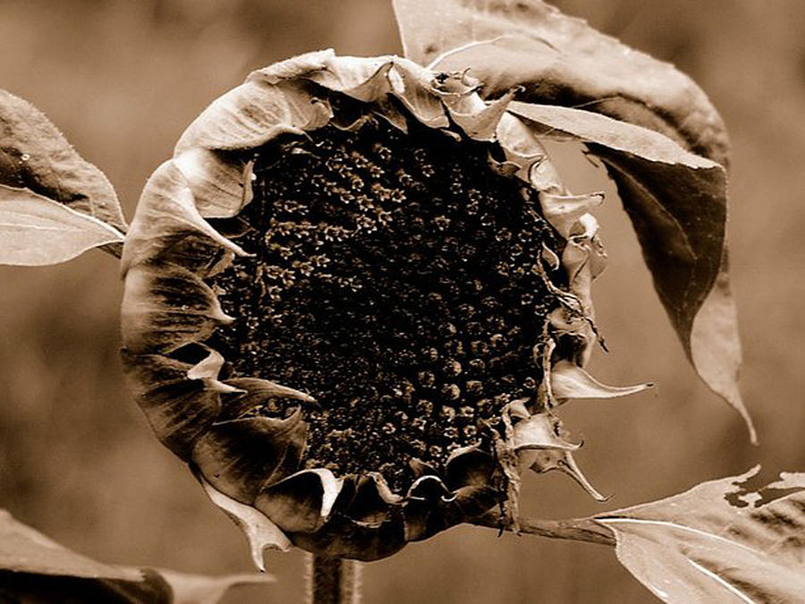 Sunflower Photograph - Sunflower by James Chesnick