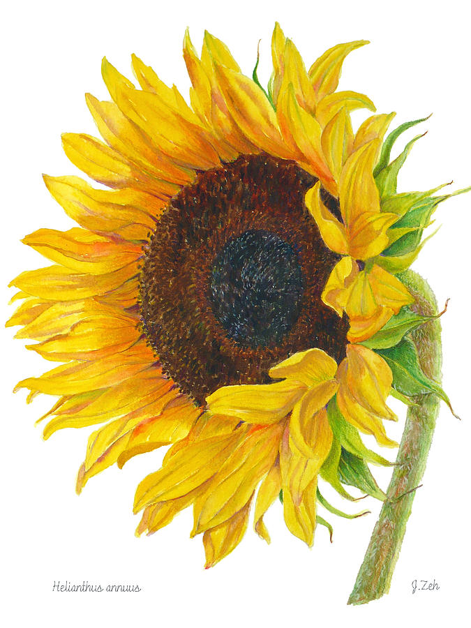 Sunflower - Helianthus annuus Painting by Janet Zeh