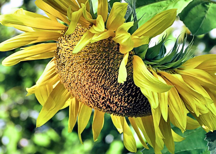 Sunflower Photograph by Janice Drew