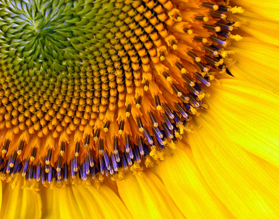 Flower Photograph - Sunflower by Jean Noren