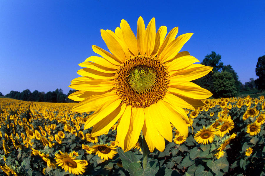 Sunflower Photograph by Jeffrey Lepore