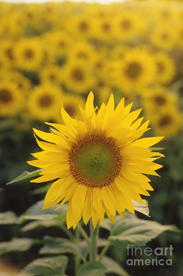 Sunflower Photograph by Jim Corwin