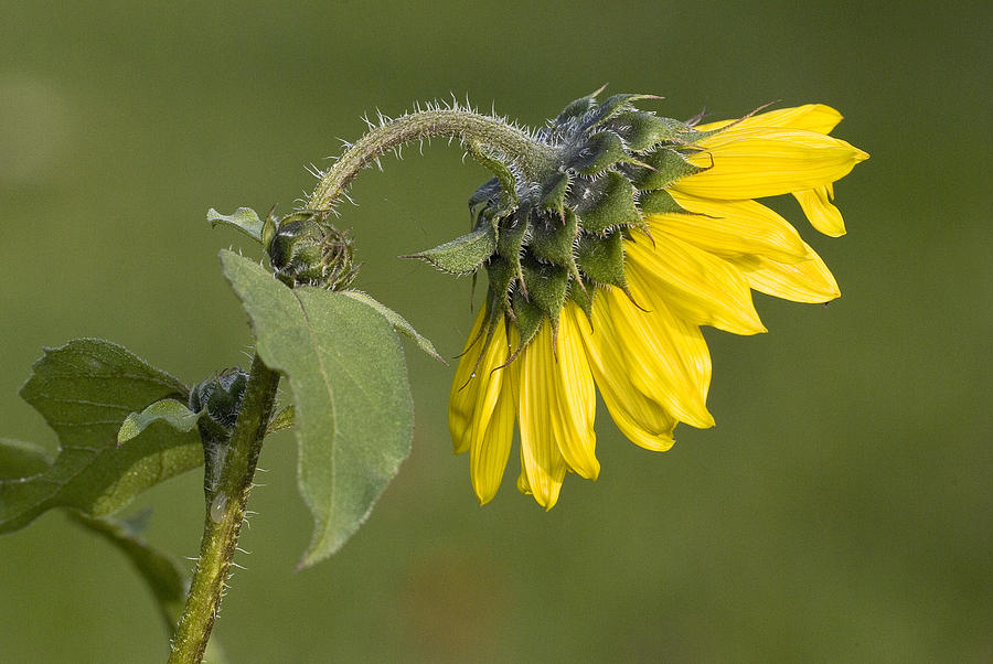 Sunflower Photograph by Jim Zablotny