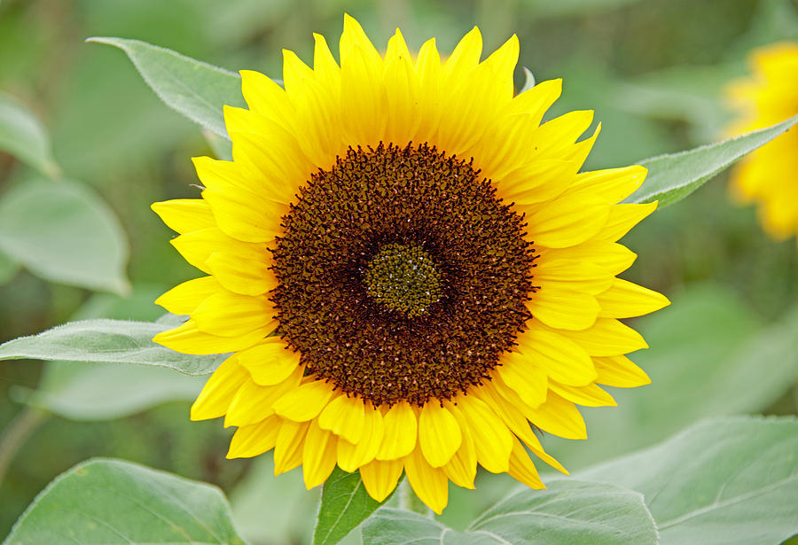 Sunflower Photograph by John Black