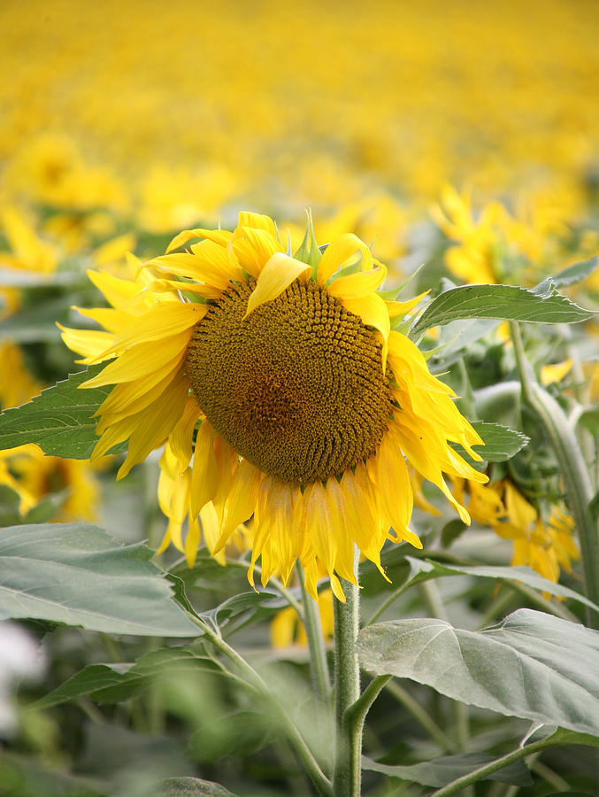 Sunflower Photograph by John Topman