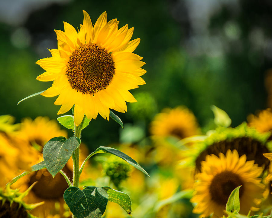 Sunflower Photograph by Jon Woodhams