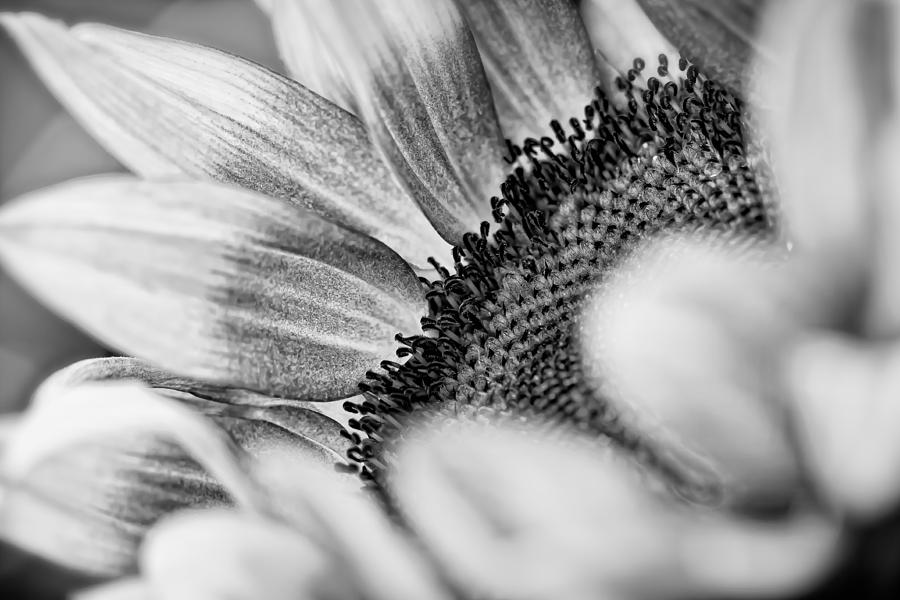 Sunflower Photograph by Jonathan Nguyen