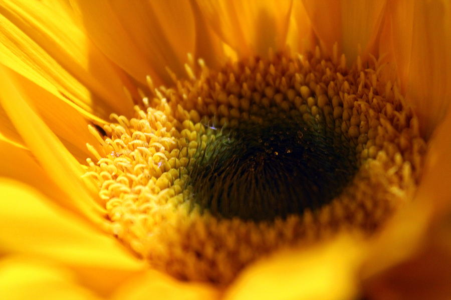 Sunflower Photograph by Joseph Skompski