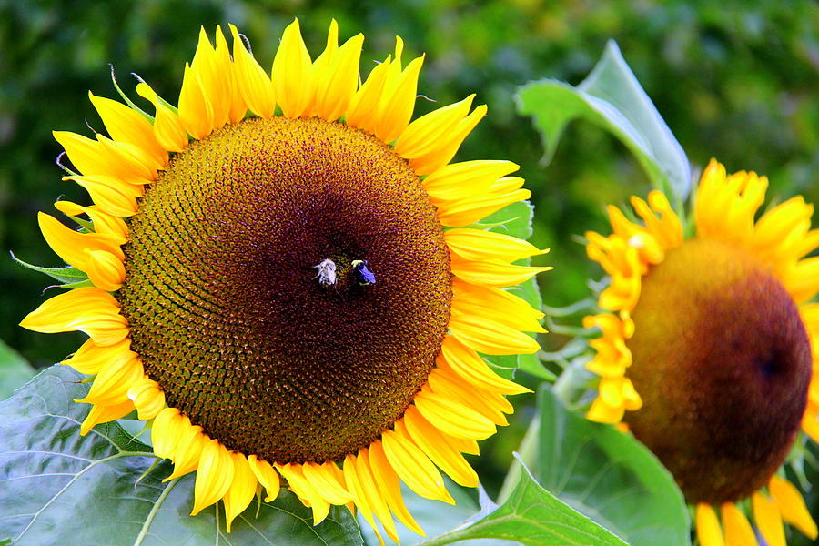 Sunflower Photograph - Sunflower Joy by Michele Hancock Photography