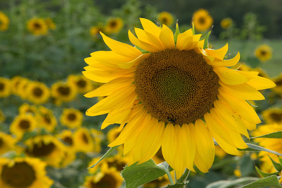 Sunflower Photograph by Joye Ardyn Durham