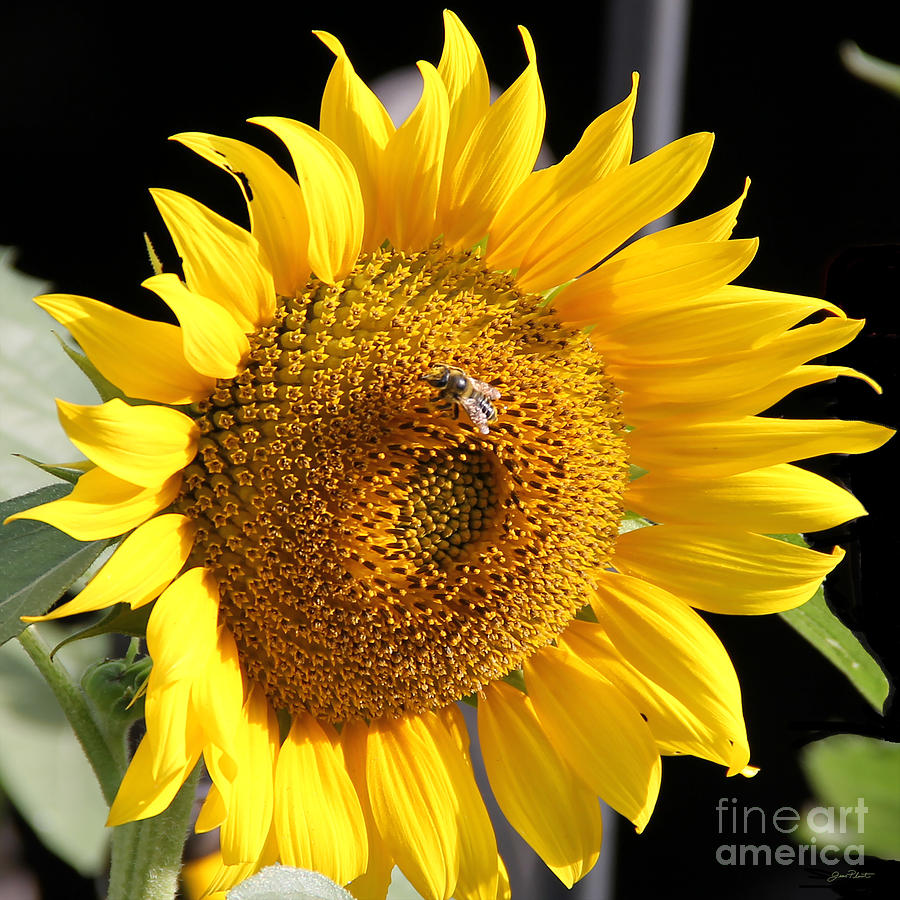 Insects Photograph - Sunflower-JP2437 by Jean Plout