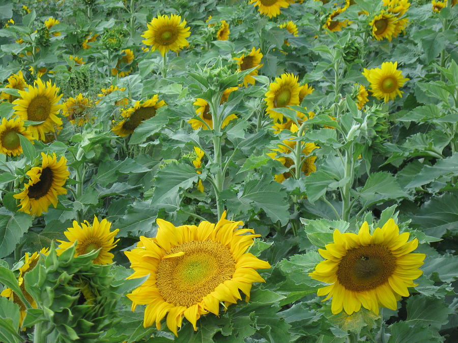 Sunflower Jubilee Photograph by Tina Camacho - Fine Art America