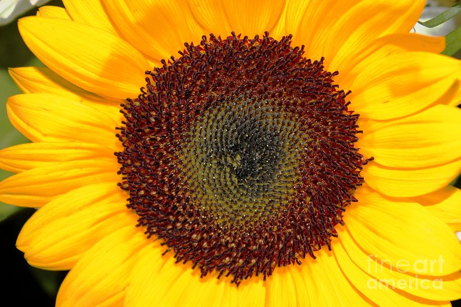 Sunflower Photograph by Judy Palkimas