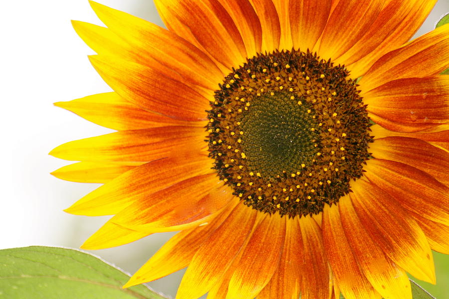 Sunflower Photograph - Sunflower by Jules Smith