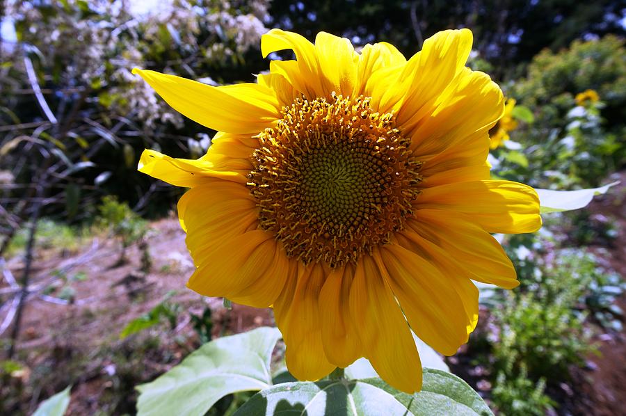 Sunflower Photograph - SunFLower by Julia Ivanovna Willhite