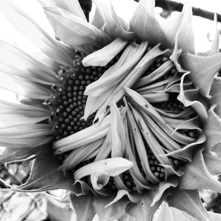 Landscape Photograph - Sunflower by Julia Otulak