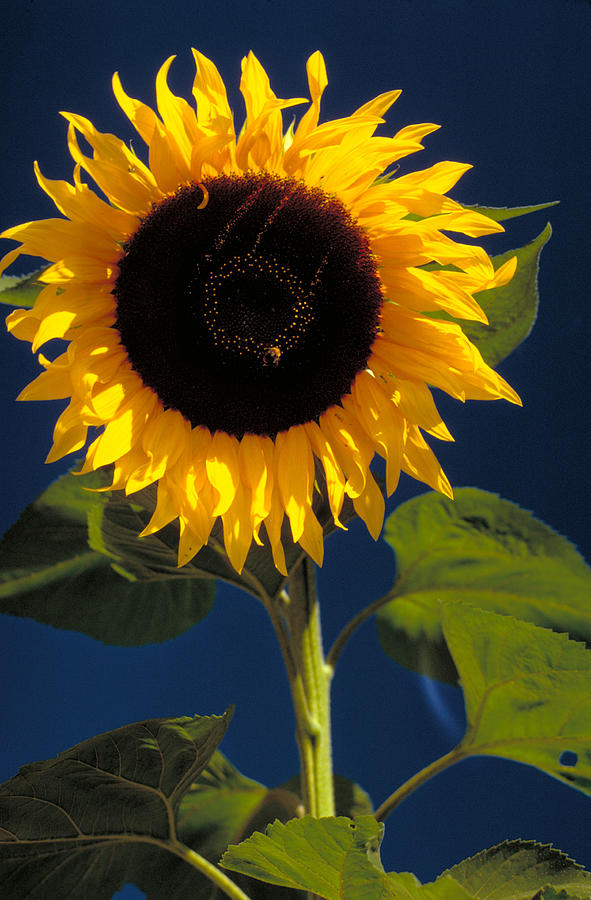 Sunflower Photograph by K. Van Den Berg