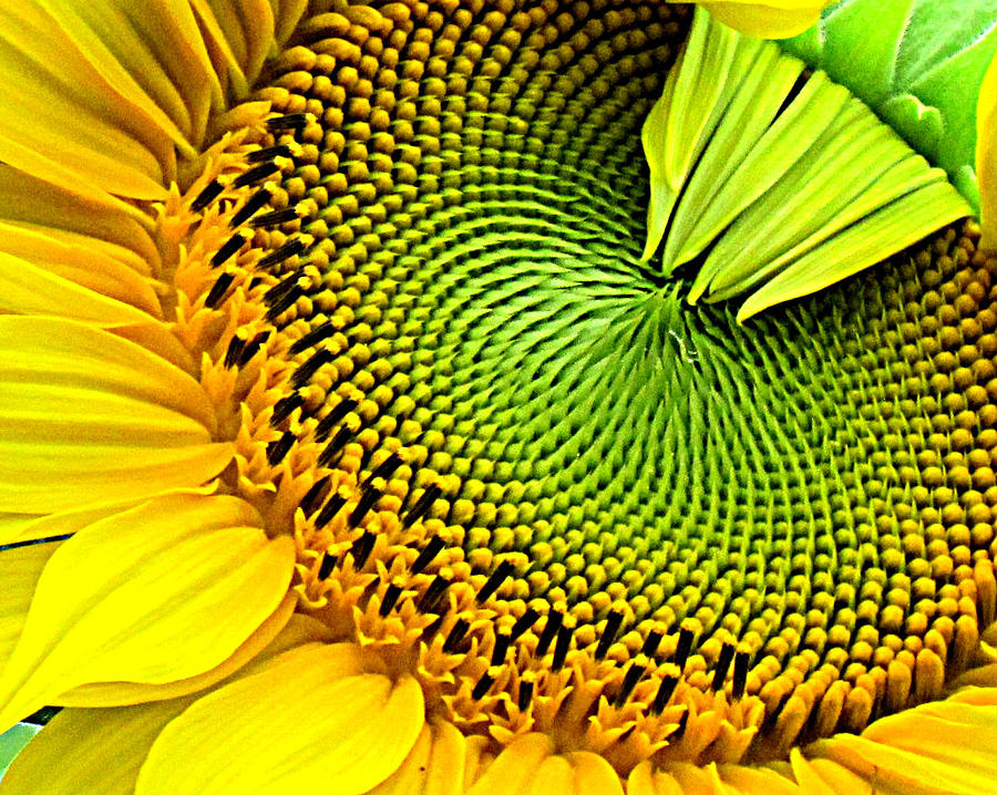 Flower Photograph - Kaleidescope Sunflower by Lori Lafargue