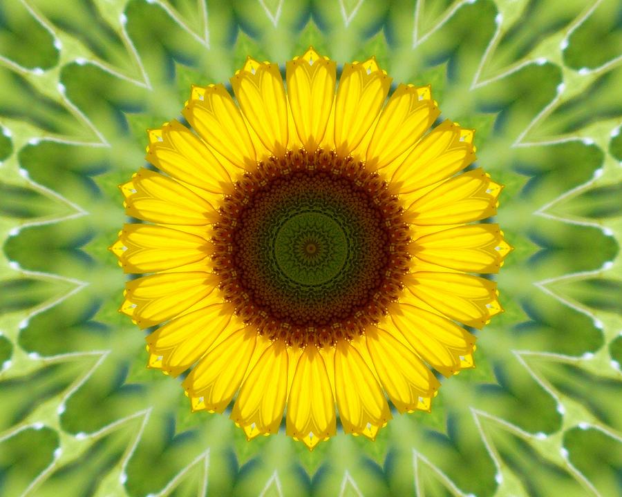 Sunflower Kaleidoscope 1 Photograph by Sheri McLeroy