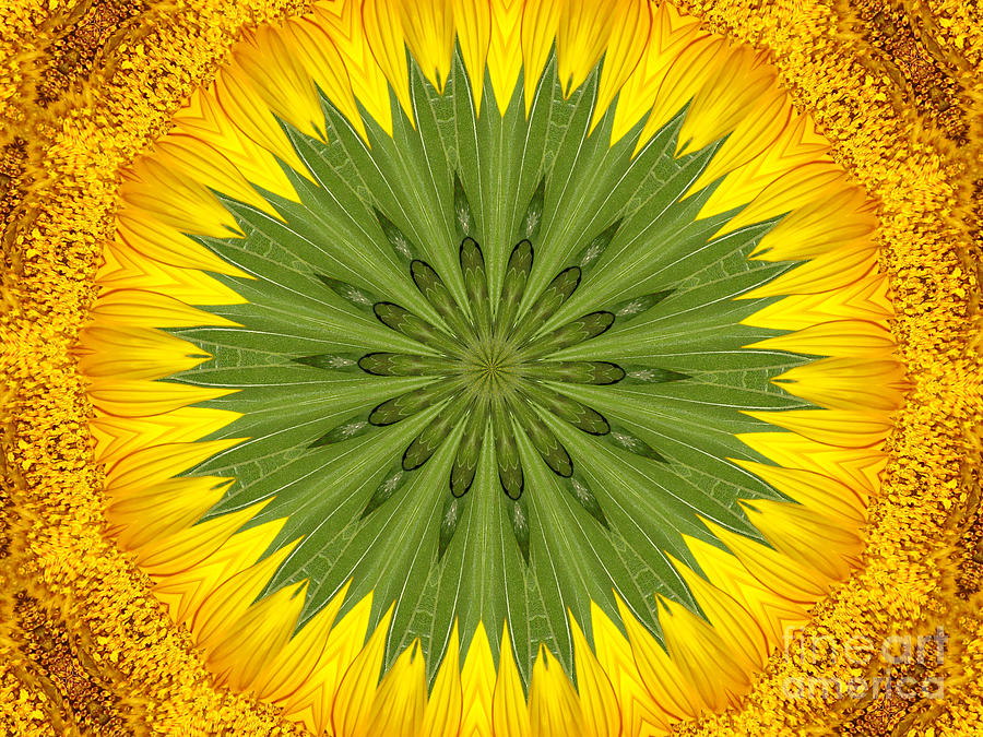Sunflower Photograph - Sunflower Kaleidoscope 3 by Rose Santuci-Sofranko
