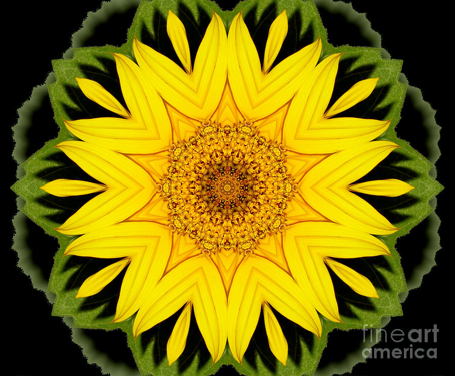 Sunflower Kaleidoscope 7 Photograph by Rose Santuci-Sofranko