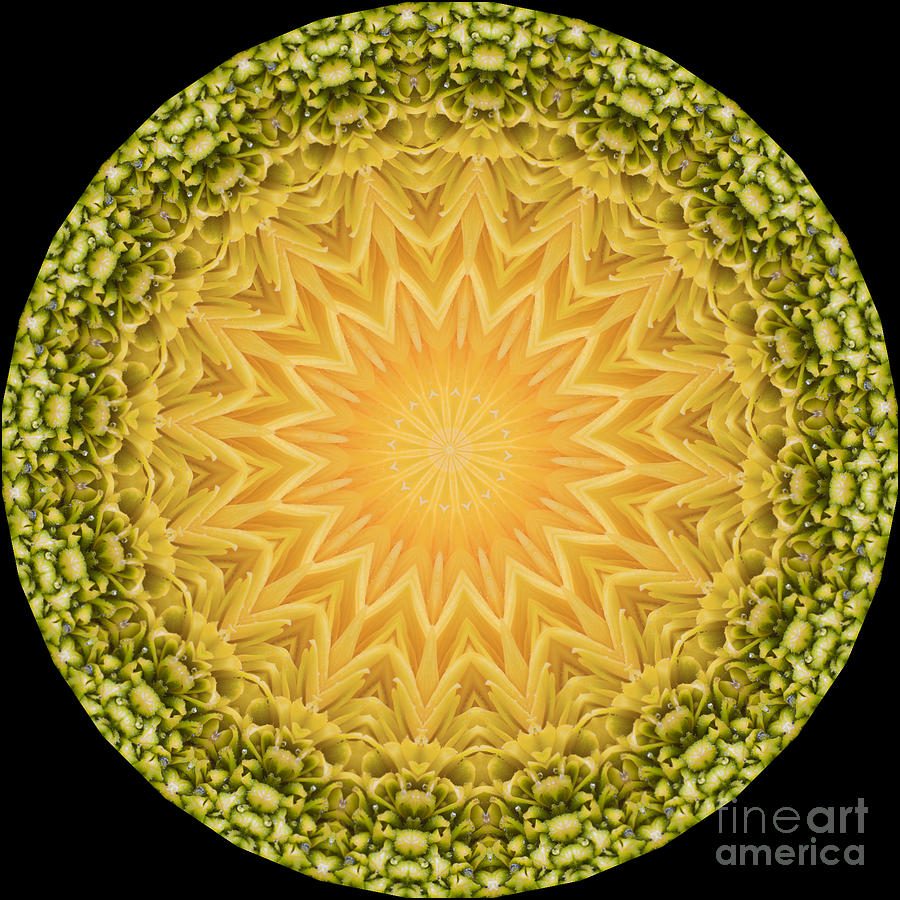 Sunflower Kaleidoscope Photograph by Patty Colabuono