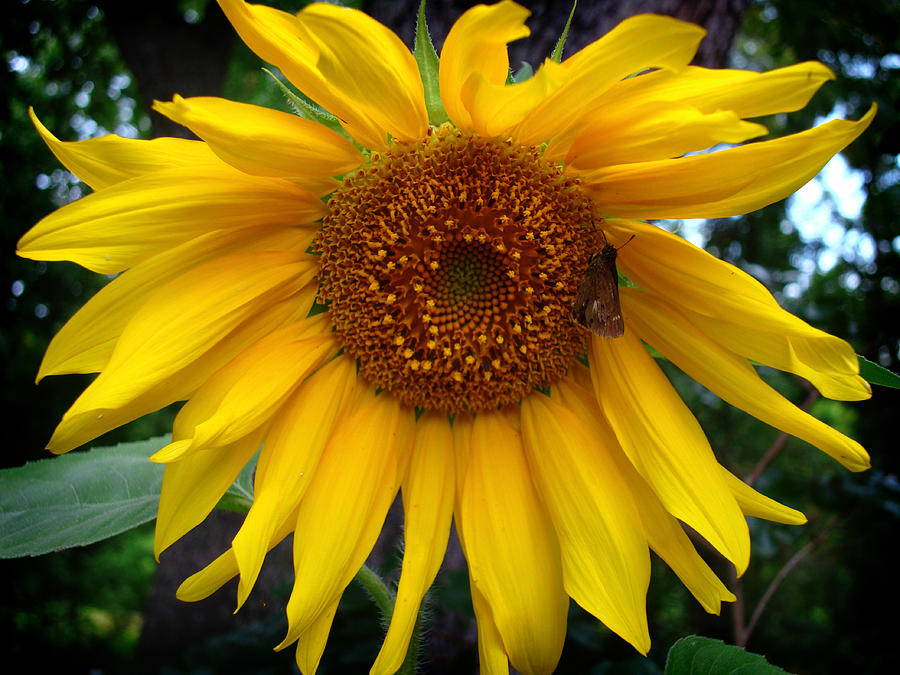 Sunflower Photograph by Kara  Stewart