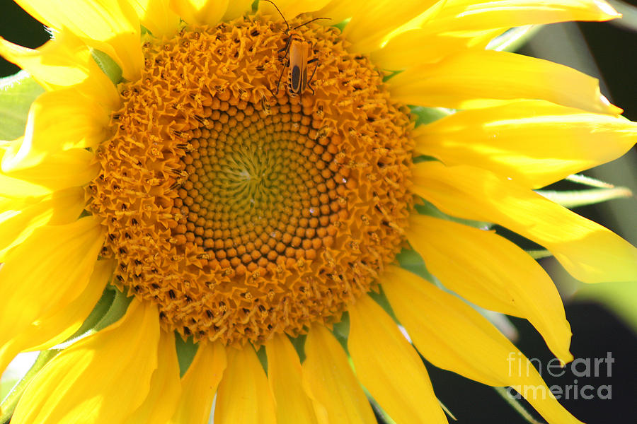 Sunflower Photograph by Karen Adams