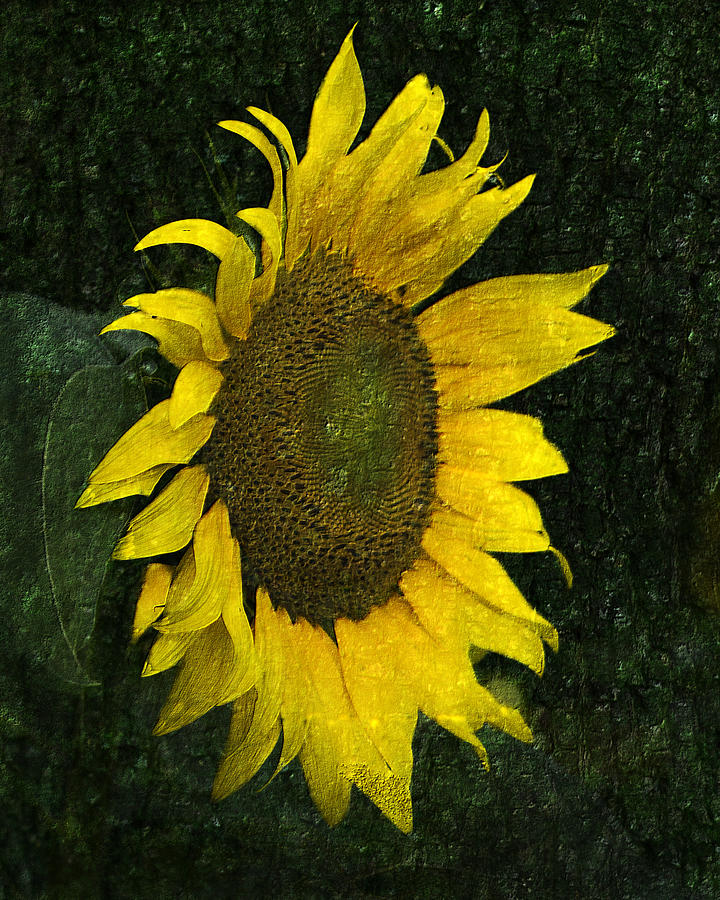 Sunflower Photograph - Sunflower by Karen Morang