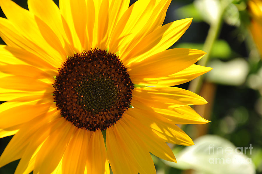 Sunflower Photograph by Katie Fitzgerald - Fine Art America