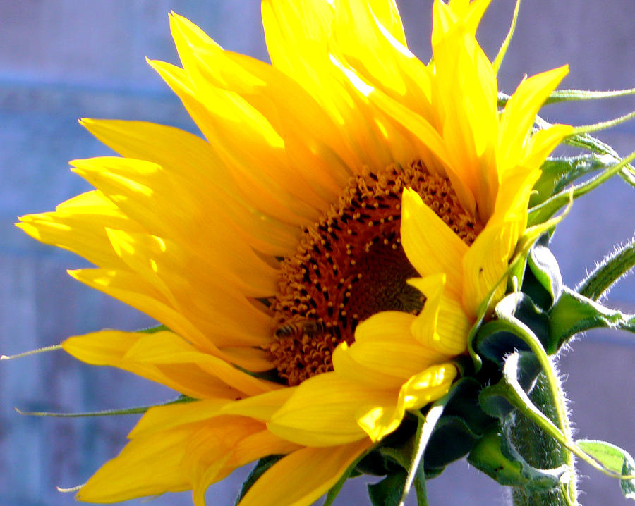 Sunflower Photograph by Katy Hawk