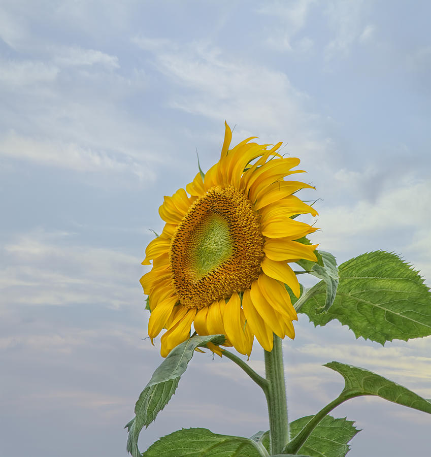 Sunflower Photograph by Kim Hojnacki