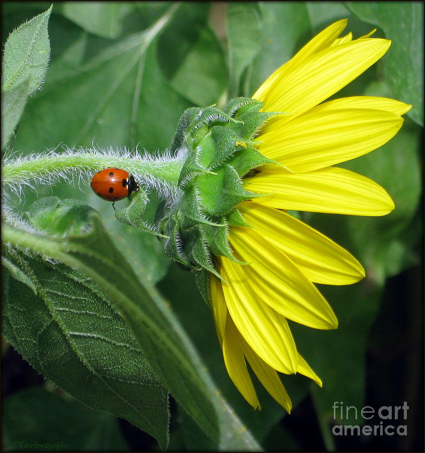 Sunflower Lady Photograph by Kim Yarbrough - Fine Art America