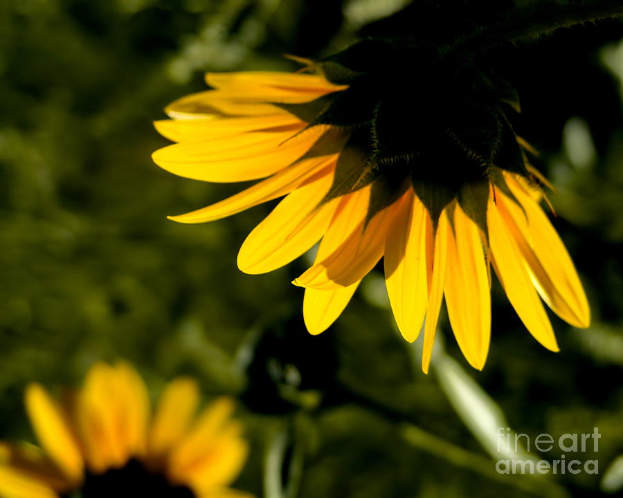 Sunflower Lampshade Digital Art by Tim Richards