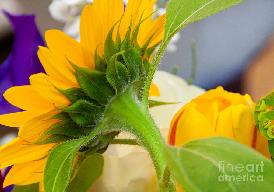 Sunflower Photograph - Sunflower Layers by Dana Kern