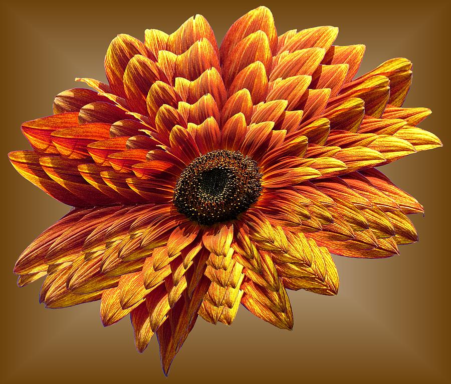 Sunflower Layers on Brown Photograph by MTBobbins Photography