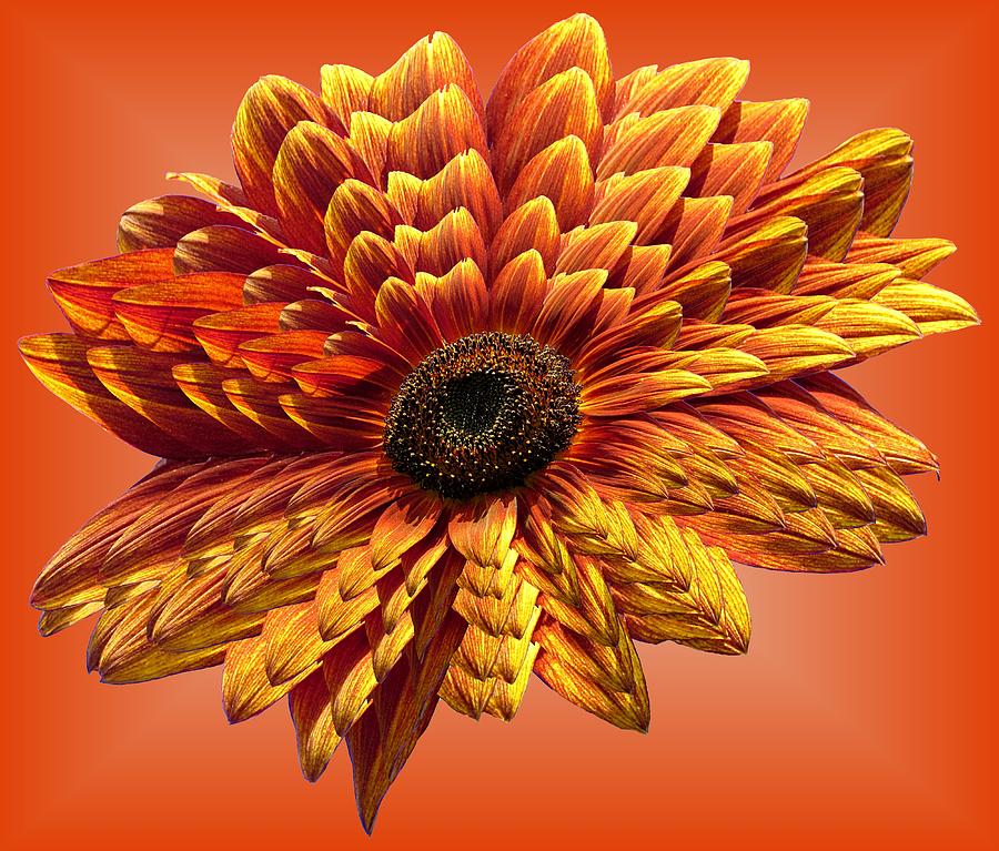 Sunflower Layers on Orange Photograph by MTBobbins Photography