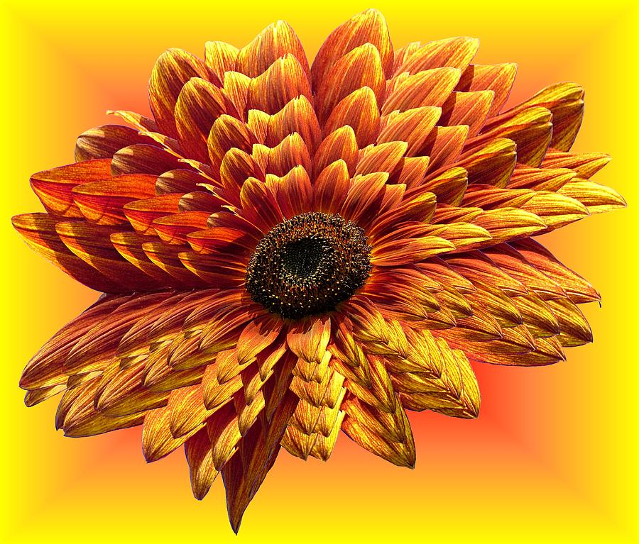 Sunflower Layers on Warm Colors Photograph by MTBobbins Photography