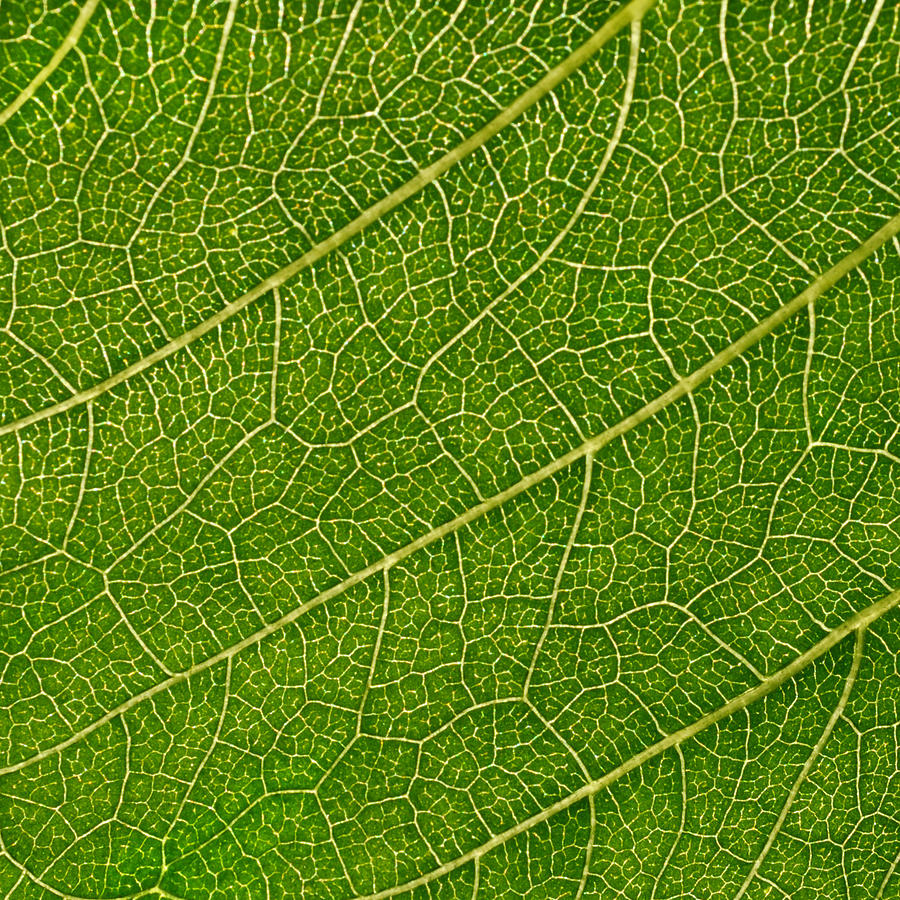 Sunflower leaf Photograph by View Factor Images - Pixels