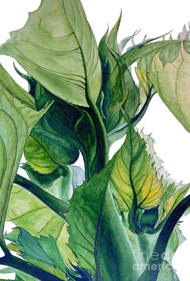 Sunflower Painting - Sunflower Leaves by Marie Burke