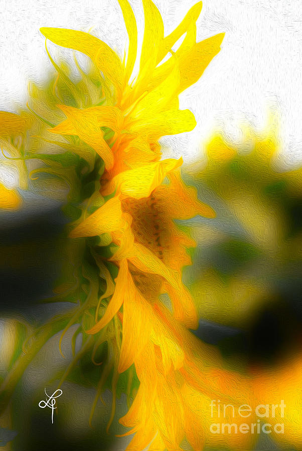 Sunflower Photograph by Leo Symon
