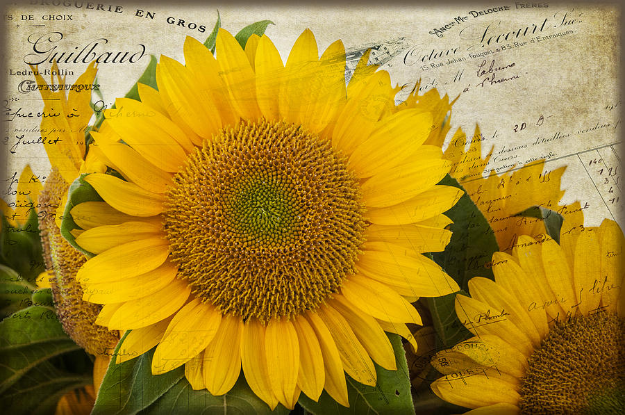Sunflower Letters Photograph by Cathy Kovarik