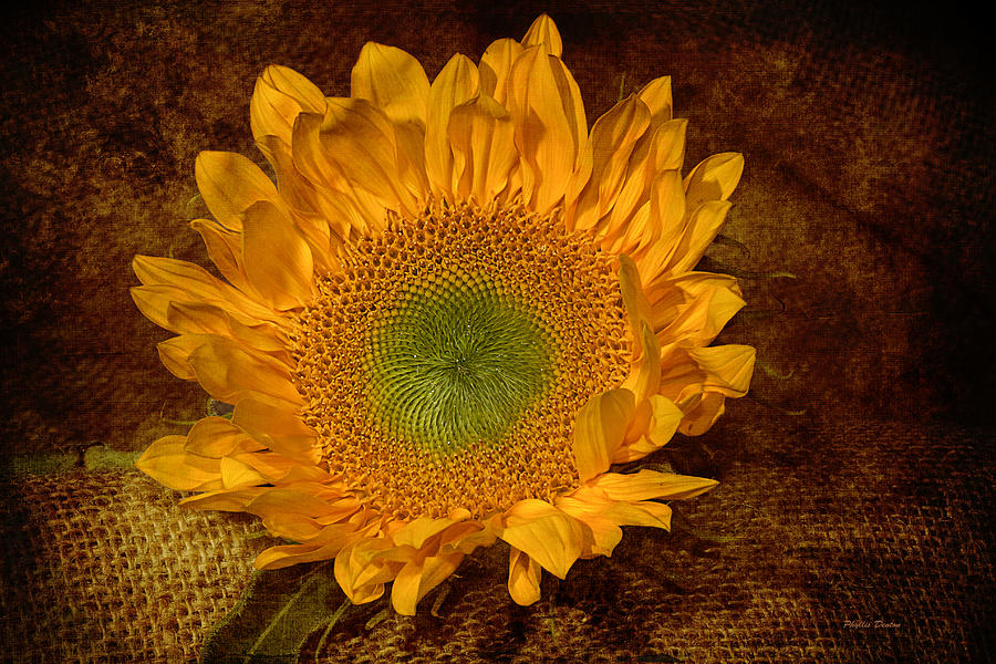 Sunflower Light Photograph by Phyllis Denton