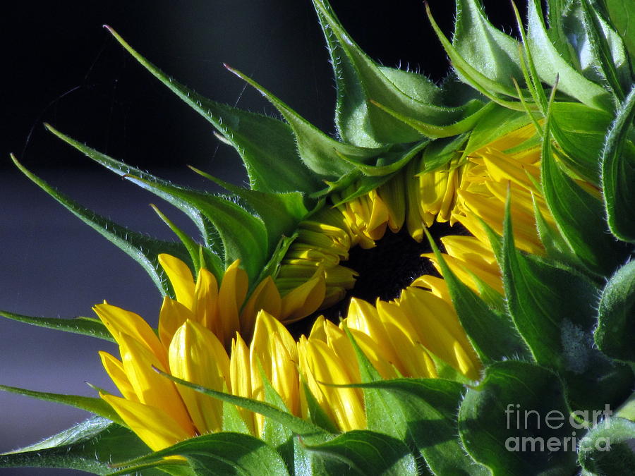 Sunflower Photograph by Lili Feinstein