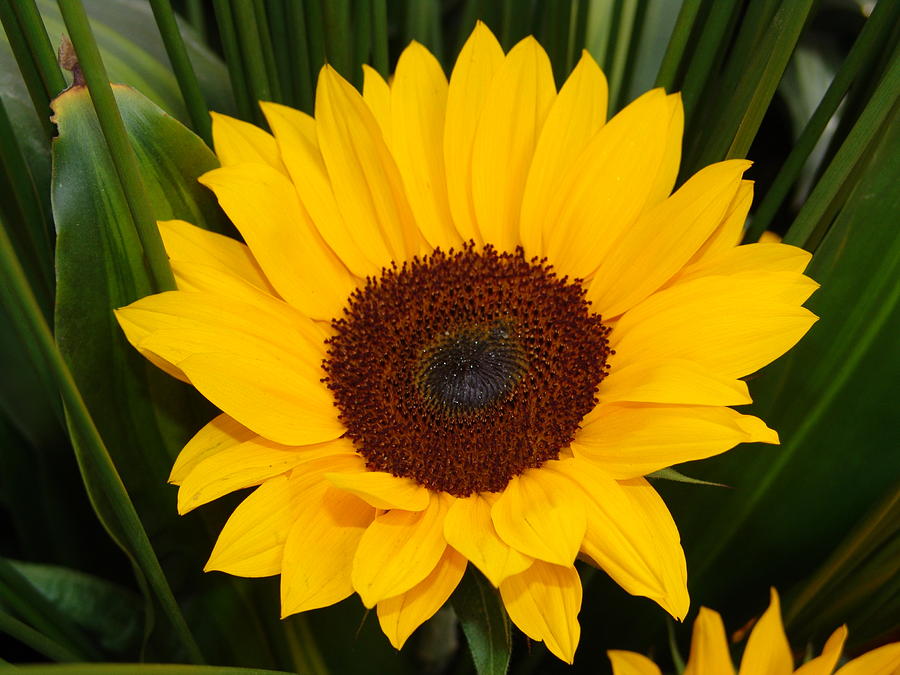 Sunflower Photograph - Sunflower by Lina Isaza