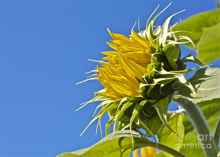 Sunflower Photograph by Linda Bianic