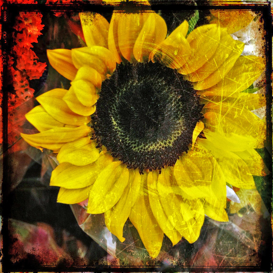 Sunflower Photograph by Linda Sannuti