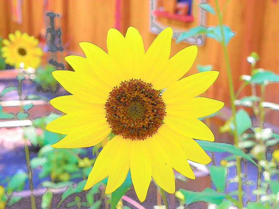 Sunflower Photograph by Lisa Dunn