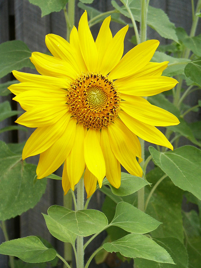 Sunflower Photograph by Lisa Phillips