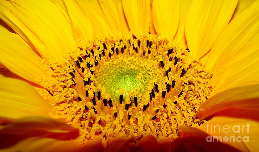 Sunflower looking to the sun Photograph by Rose Santuci-Sofranko